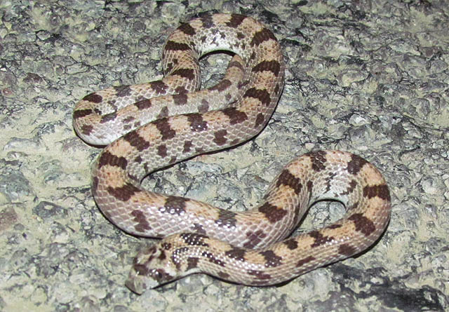 Spotted Leafnose Snake